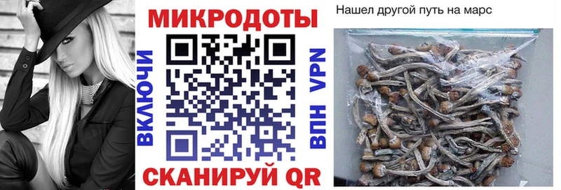 где продают наркотики  Приволжск  Галлюциногенные грибы Psilocybe 